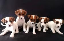 Chiots Jack Russell prêts à partir..ready !