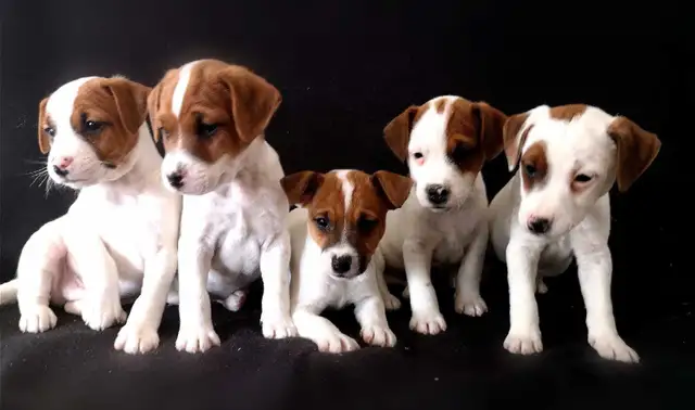 Chiots Jack Russell prêts à partir..ready ! - Photo 2