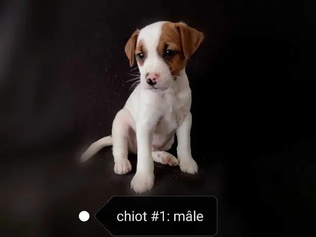 Chiots Jack Russell prêts à partir..ready ! - Photo 3
