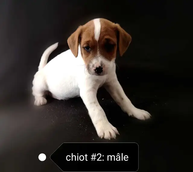 Chiots Jack Russell prêts à partir..ready ! - Photo 4