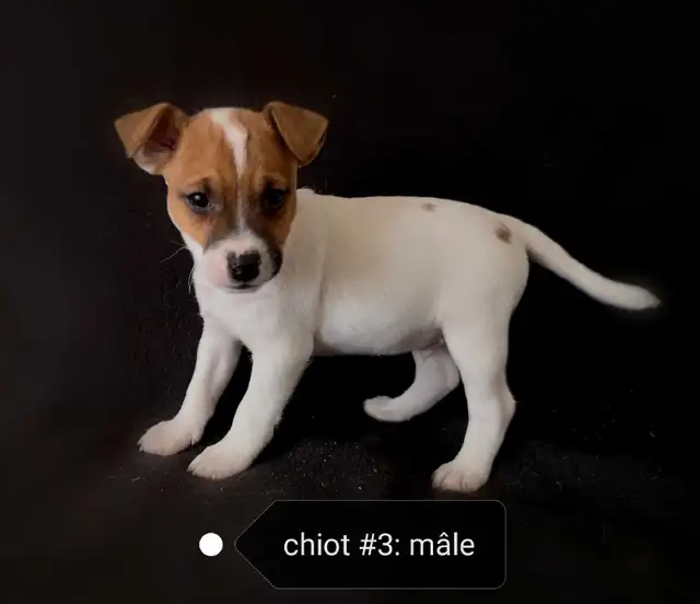 Chiots Jack Russell prêts à partir..ready ! - Photo 5