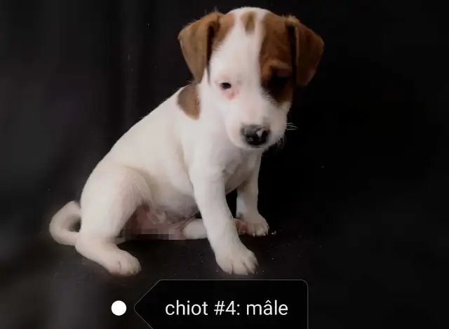 Chiots Jack Russell prêts à partir..ready ! - Photo 6