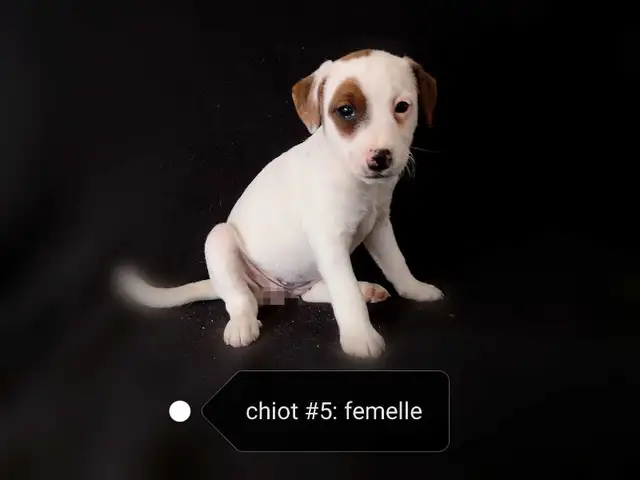 Chiots Jack Russell prêts à partir..ready ! - Photo 7