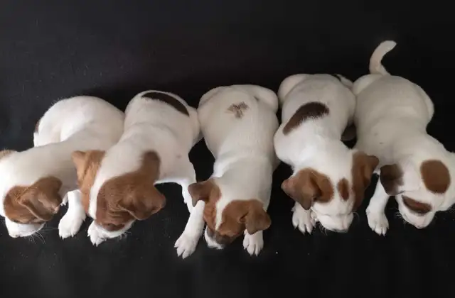 Chiots Jack Russell prêts à partir..ready ! - Photo 8