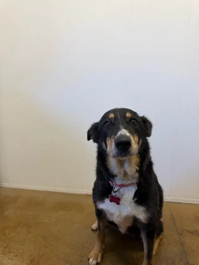 Collie Mix - Photo 2