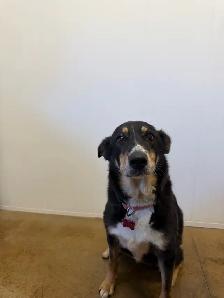 Collie Mix - Photo 2