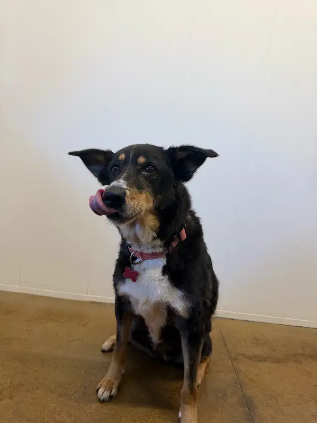 Collie Mix - Photo 3