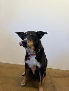 Collie Mix - Photo 3