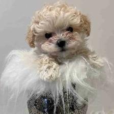 Maltipoo puppy