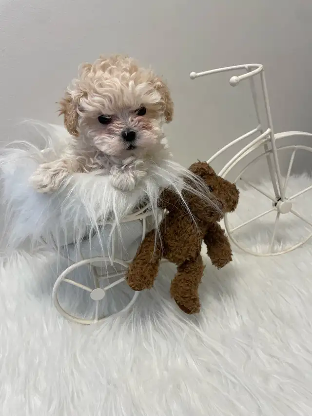 Maltipoo puppy - Photo 2