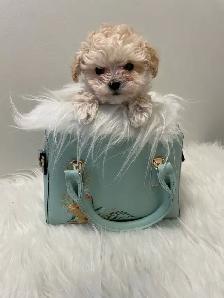Maltipoo puppy - Photo 3