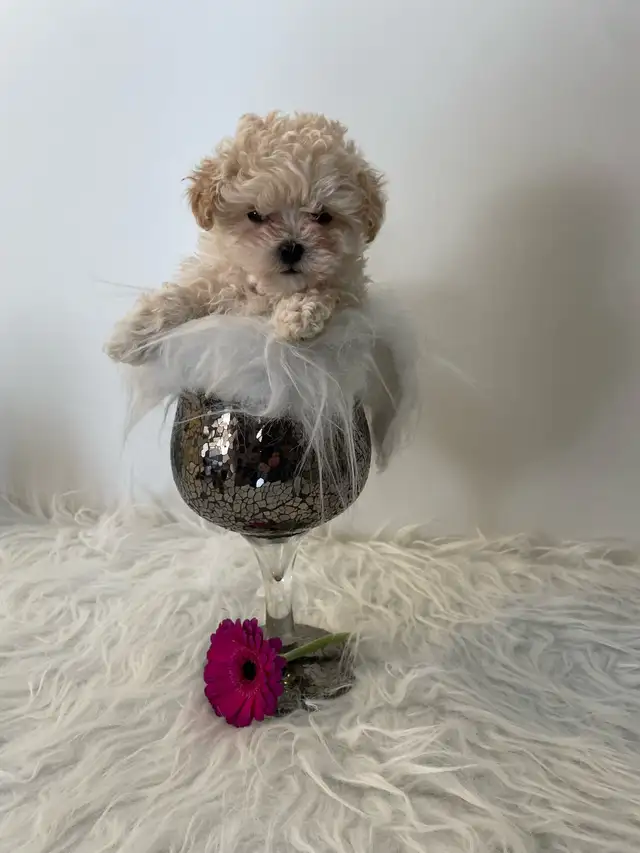 Maltipoo puppy - Photo 4