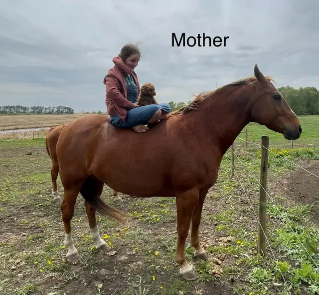 Maltipoo puppy - Photo 5