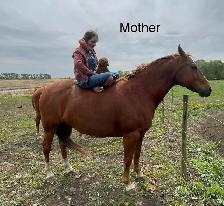 Maltipoo puppy - Photo 5