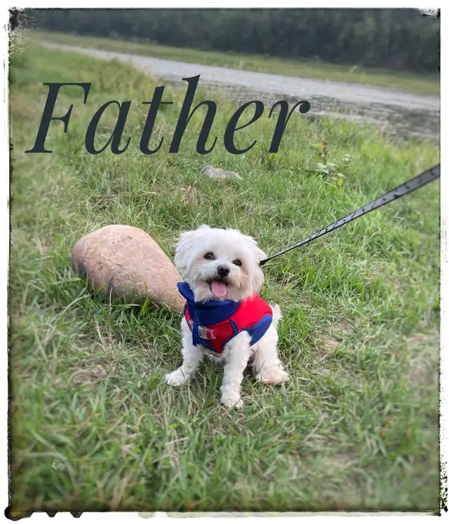 Maltipoo puppy - Photo 6