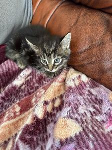 chaton angora  sont prêts à partir 819-230-4909