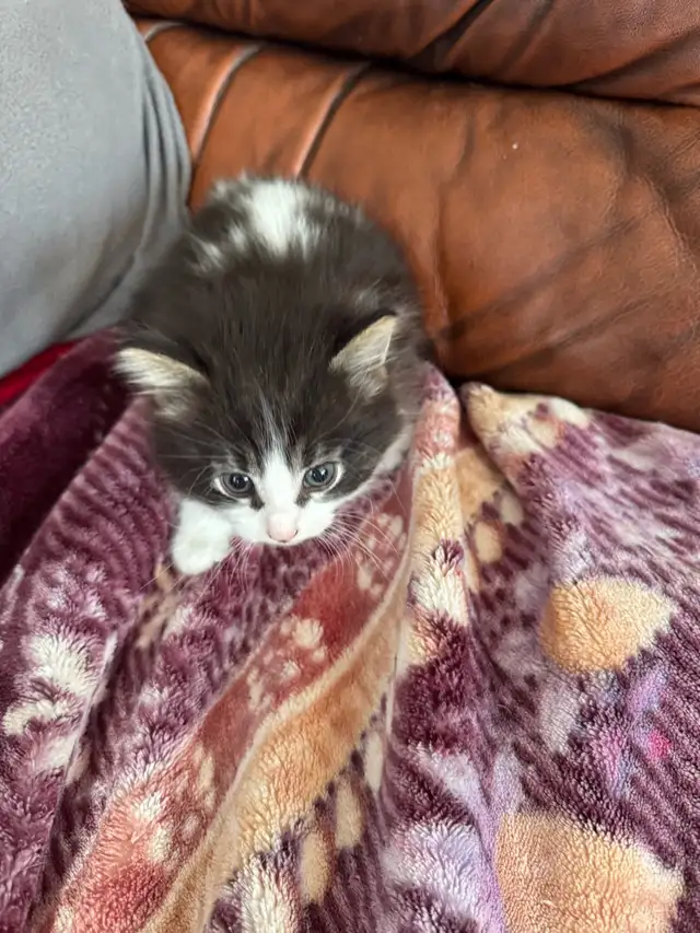 chaton angora  sont prêts à partir 819-230-4909 - Photo 2