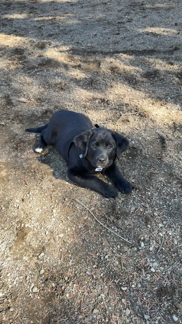 Lab/Australian shepherd