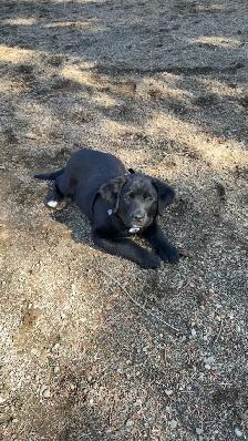 Lab/Australian shepherd