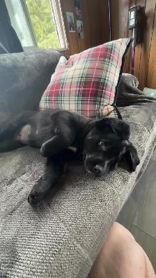 Lab/Australian shepherd - Photo 2