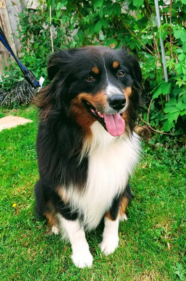 Lab/Australian shepherd - Photo 3