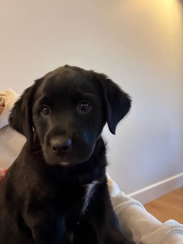 Lab/Australian shepherd - Photo 4