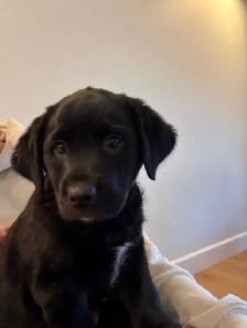 Lab/Australian shepherd - Photo 4