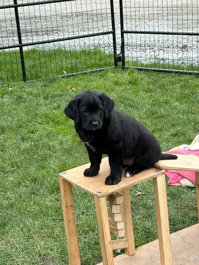 Lab/Australian shepherd - Photo 5