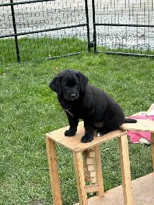 Lab/Australian shepherd - Photo 5