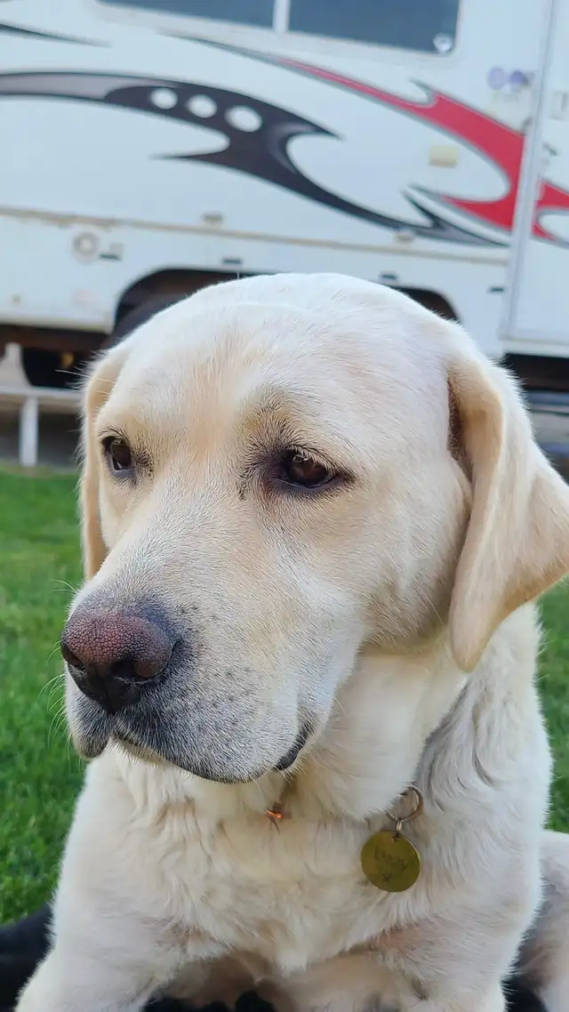 Lab/Australian shepherd - Photo 6