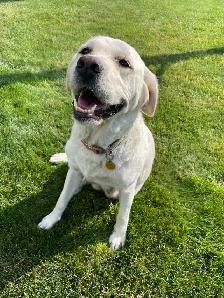 Lab/Australian shepherd - Photo 7