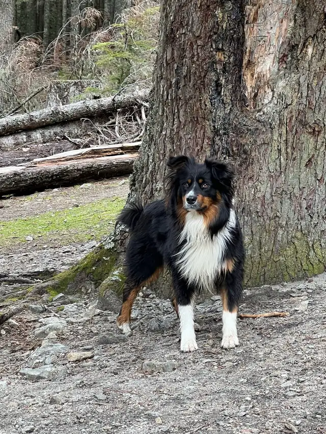 Lab/Australian shepherd - Photo 8
