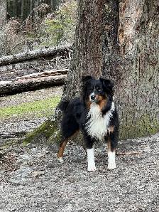 Lab/Australian shepherd - Photo 8