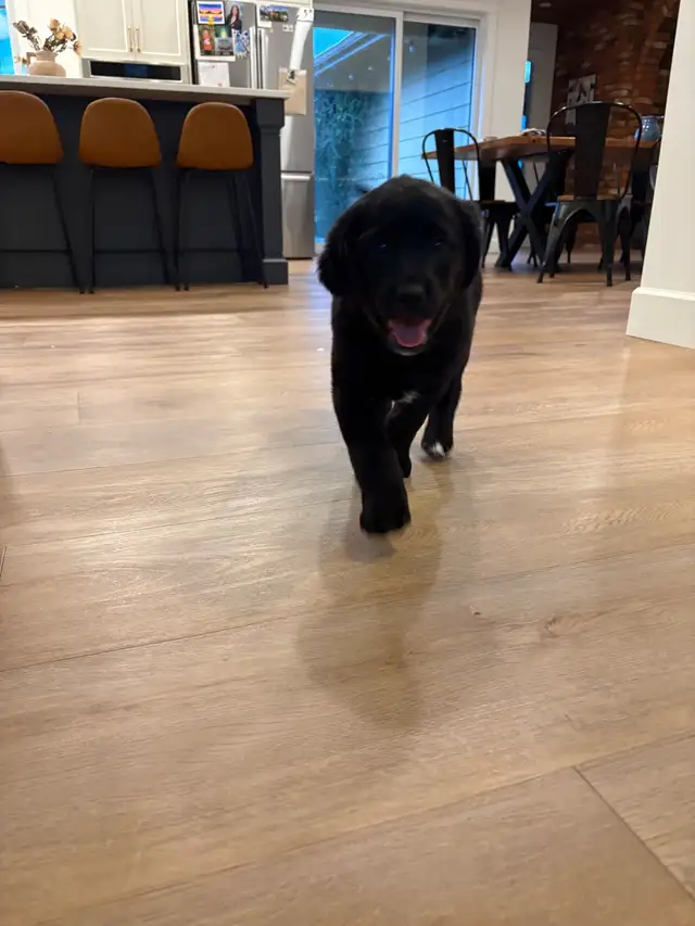 Lab/Australian shepherd - Photo 9