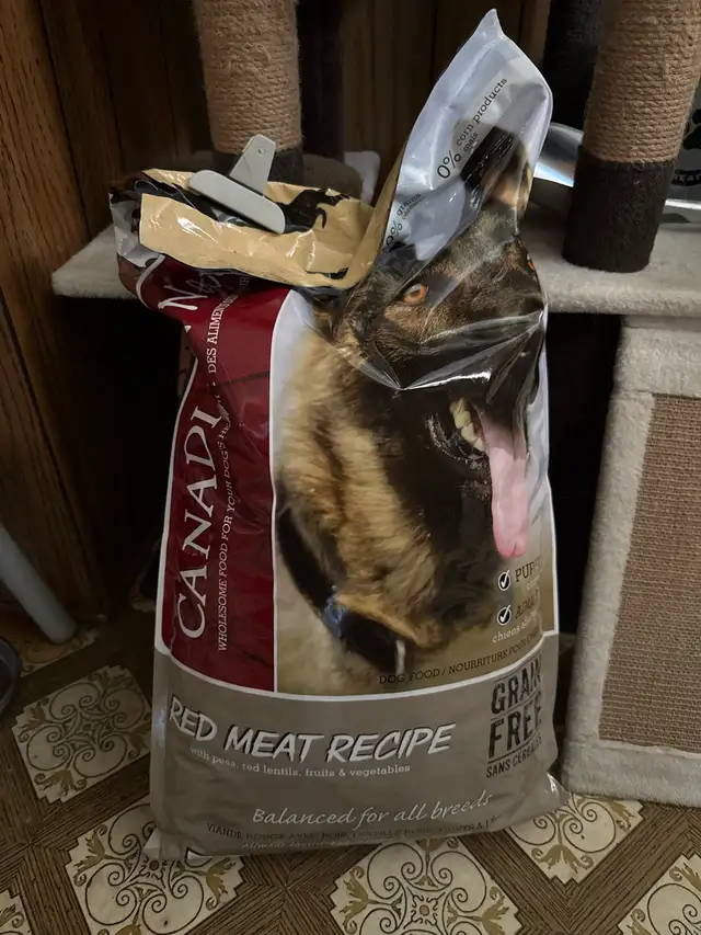 Lab/Australian shepherd - Photo 10