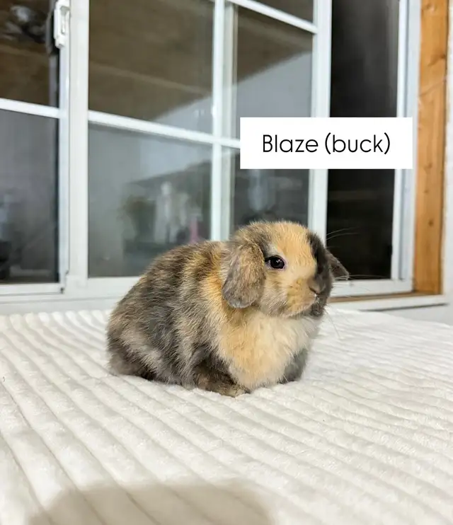 Sweet Holland Lop baby bunnies