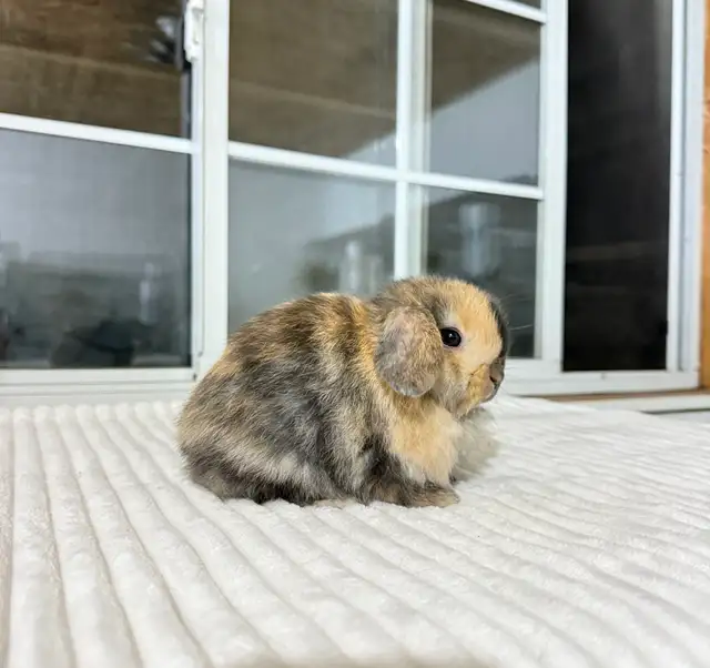 Sweet Holland Lop baby bunnies - Photo 2