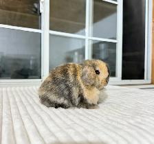 Sweet Holland Lop baby bunnies - Photo 2