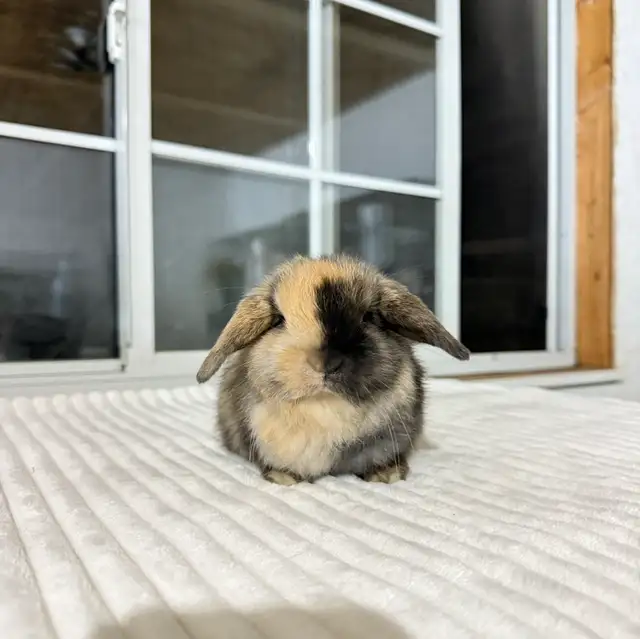 Sweet Holland Lop baby bunnies - Photo 3