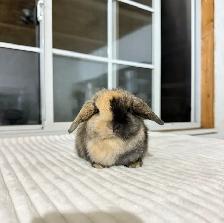 Sweet Holland Lop baby bunnies - Photo 3