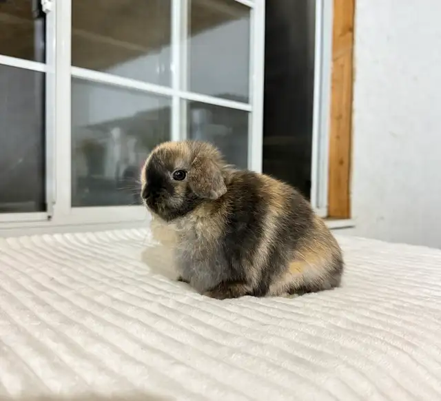 Sweet Holland Lop baby bunnies - Photo 4
