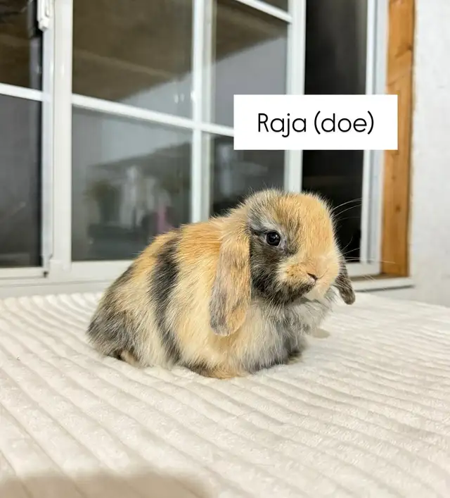 Sweet Holland Lop baby bunnies - Photo 5