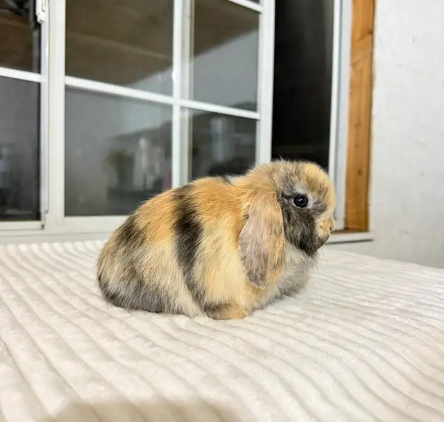 Sweet Holland Lop baby bunnies - Photo 6
