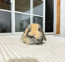 Sweet Holland Lop baby bunnies - Photo 7