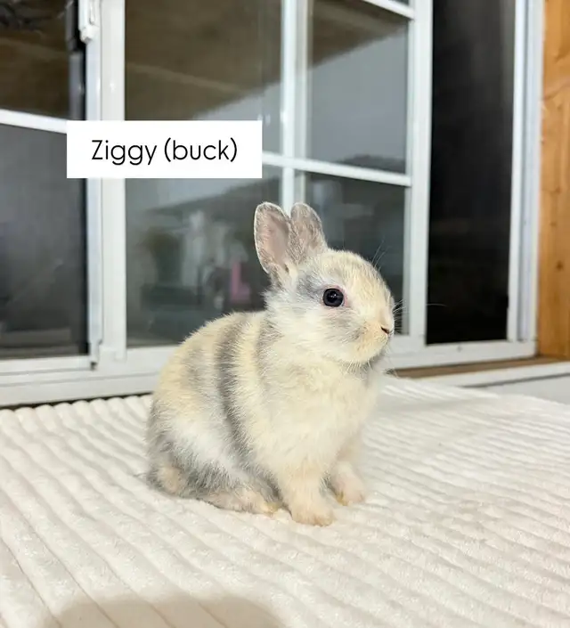 Tiny Netherland Dwarf baby bunnies