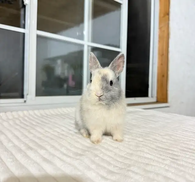Tiny Netherland Dwarf baby bunnies - Photo 2