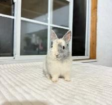 Tiny Netherland Dwarf baby bunnies - Photo 2