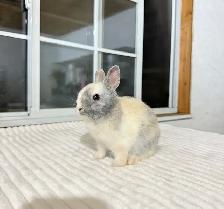 Tiny Netherland Dwarf baby bunnies - Photo 3