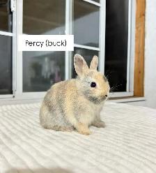 Tiny Netherland Dwarf baby bunnies - Photo 4