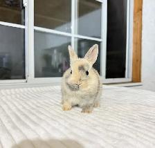 Tiny Netherland Dwarf baby bunnies - Photo 5